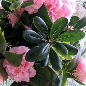 Meet your Posher, Gina